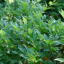 Kindly Privet has glossy bright evergreen foliage with fragrant blooms.