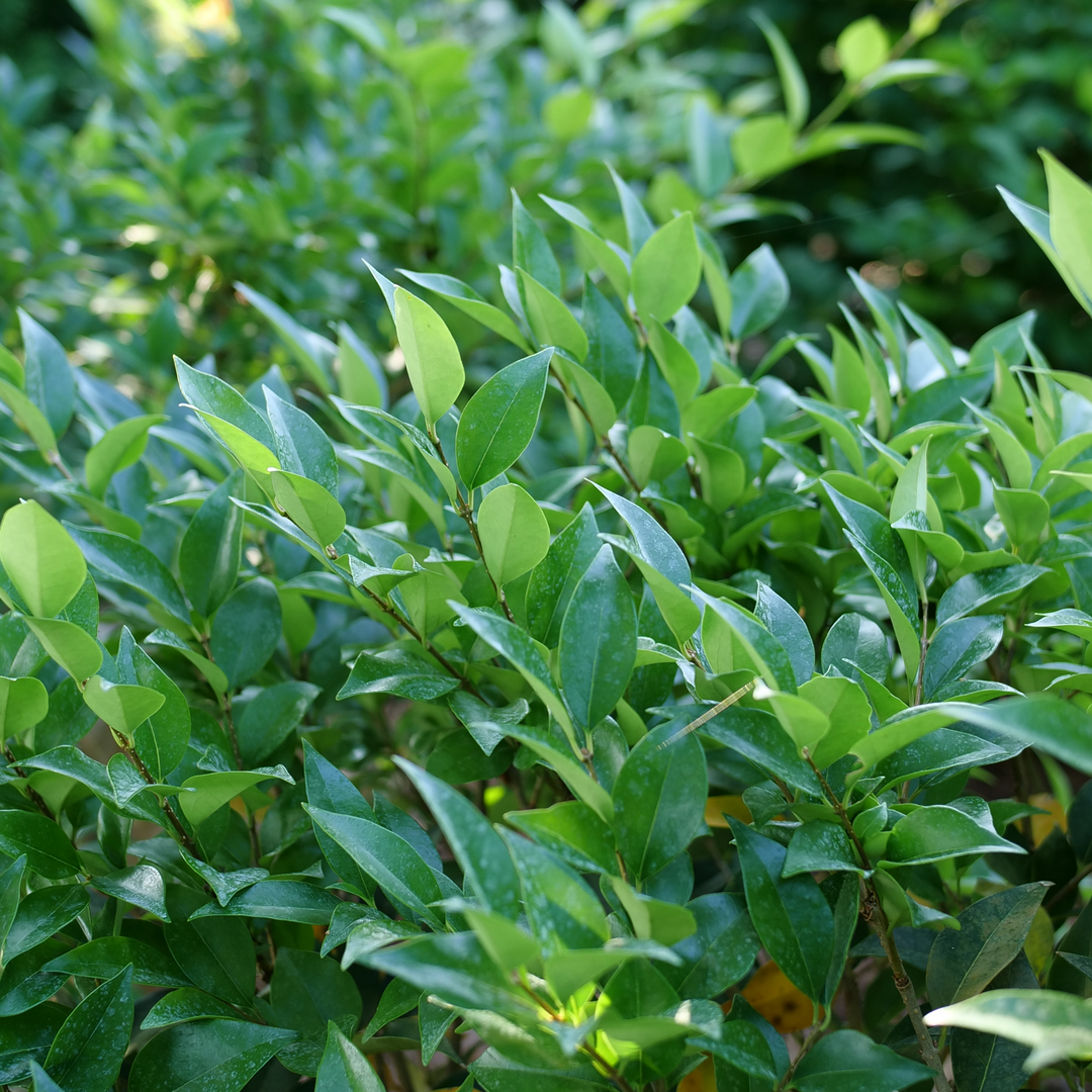 Kindly Privet has glossy bright evergreen foliage with fragrant blooms.