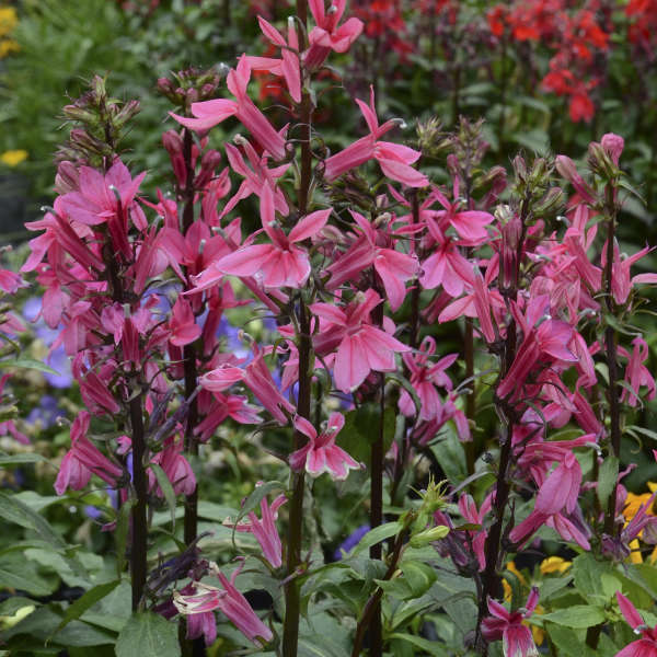 Fleur cardinale Starship Deep Rose avec des épis floraux rose foncé. 