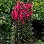 Fleur cardinale Starship Deep Rose, aux hautes hampes florales roses dominant un feuillage sombre. 