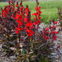 STARSHIP™ Scarlet Bronze Leaf cardinal flower (Lobelia speciosa) is the perfect plant for those looking to add some pizazz to boggy or wet gardens.