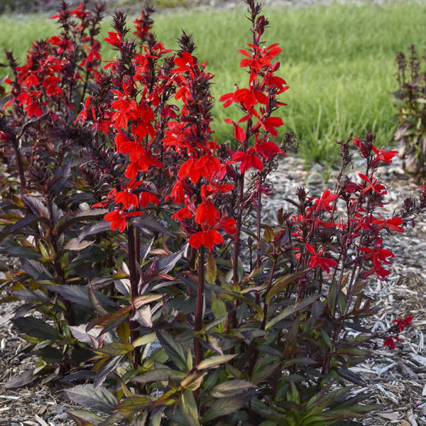 STARSHIP™ Scarlet Bronze Leaf cardinal flower (Lobelia speciosa) is the perfect plant for those looking to add some pizazz to boggy or wet gardens.