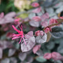 Close-up of a hot pink Jazz Hands Bold Chinese Fringe Flower bloom. 