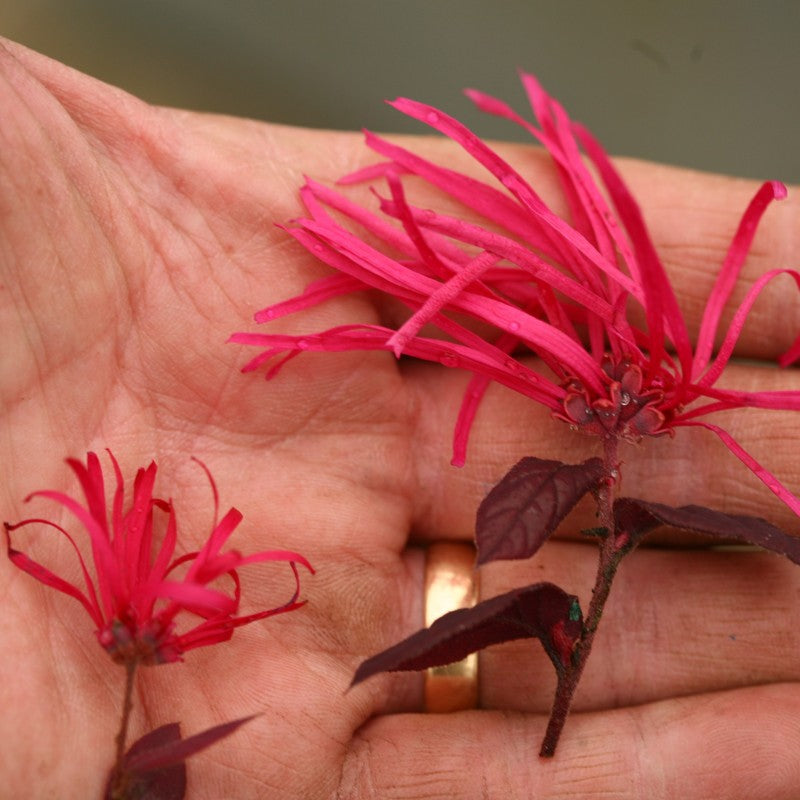 A hand holding a Jazz Hands Bold Chinese Fringe Flower bloom and a small fringe flower bloom. 