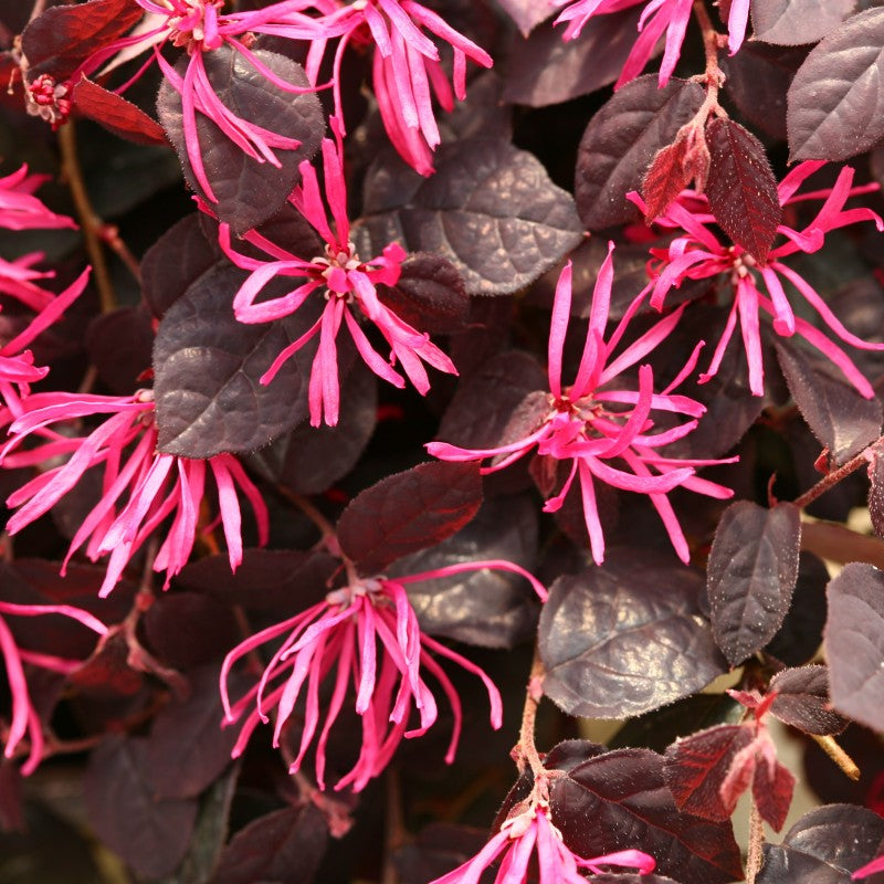 Jazz Hands® Pink Chinese Fringe-Flower | Proven Winners – Great