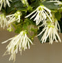 Close-up of Jazz Hands White Chinese Fringe Flower's bright white, streamer like flowers. 