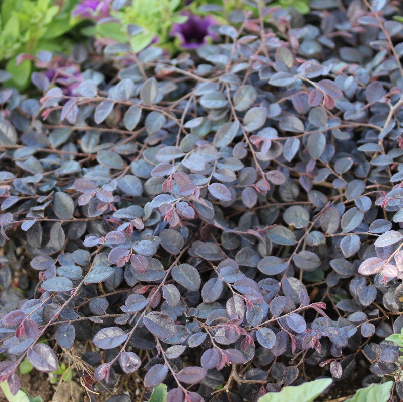 Fleur à franges chinoise miniature Jazz Hands avec un beau feuillage pourpre foncé. 