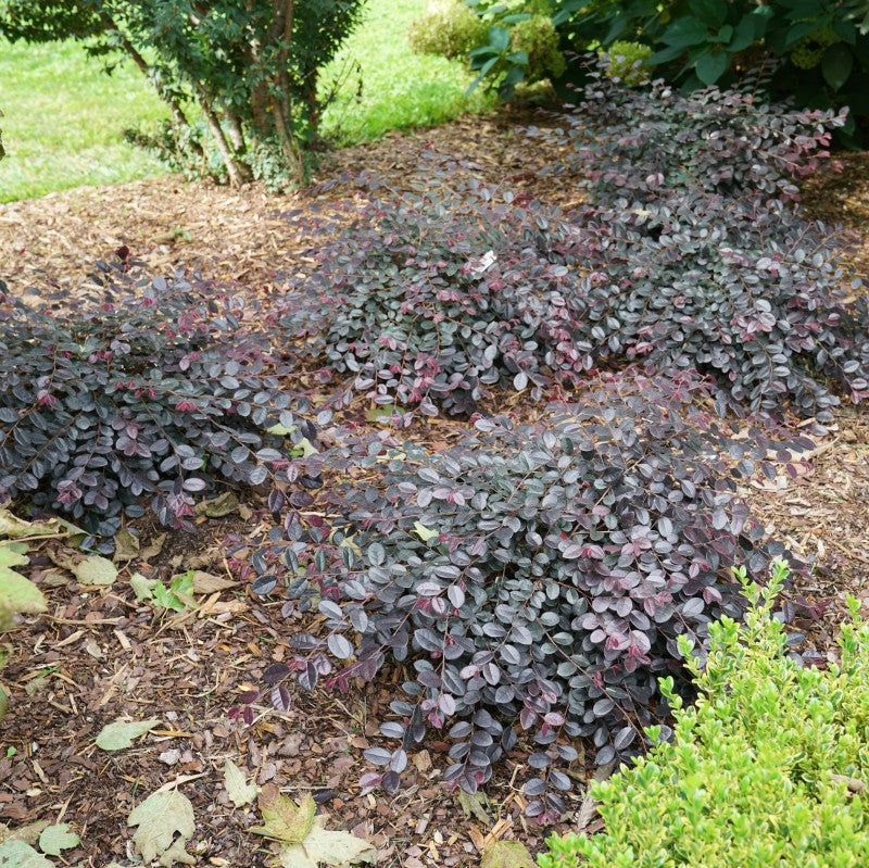 Cinq mini fleurs à franges chinoises à mains de jazz dans un jardin. 