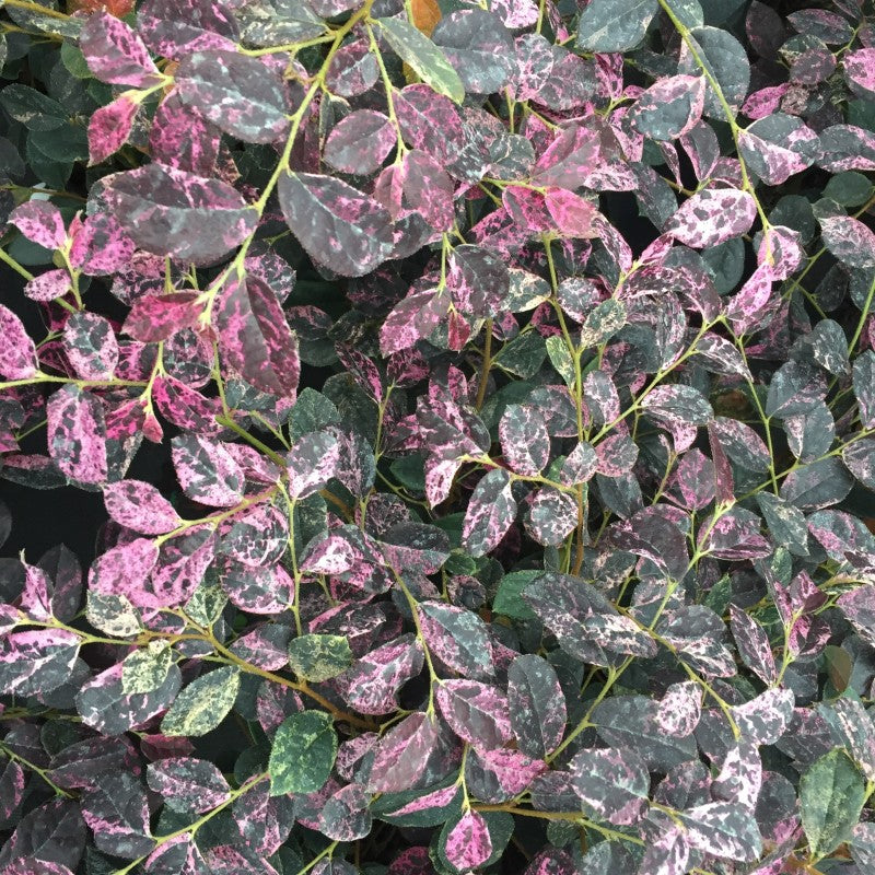 Fleur à franges chinoises Jazz Hands Night Moves à feuillage panaché. 