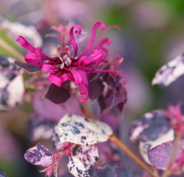 Loropetalum-Jazz-Hands-