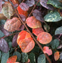 Close-up of Jazz Hands Variegated Chinese Fringe Flower's bright orange fall foliage. 