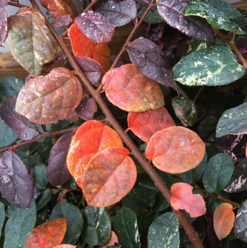 Close-up of Jazz Hands Variegated Chinese Fringe Flower's bright orange fall foliage. 