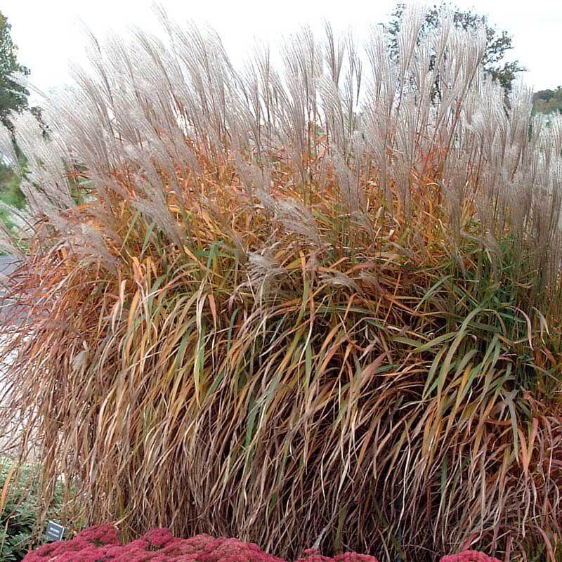 L'eulalie pourpre possède un feuillage qui prend de magnifiques teintes rouges et orangées en automne.