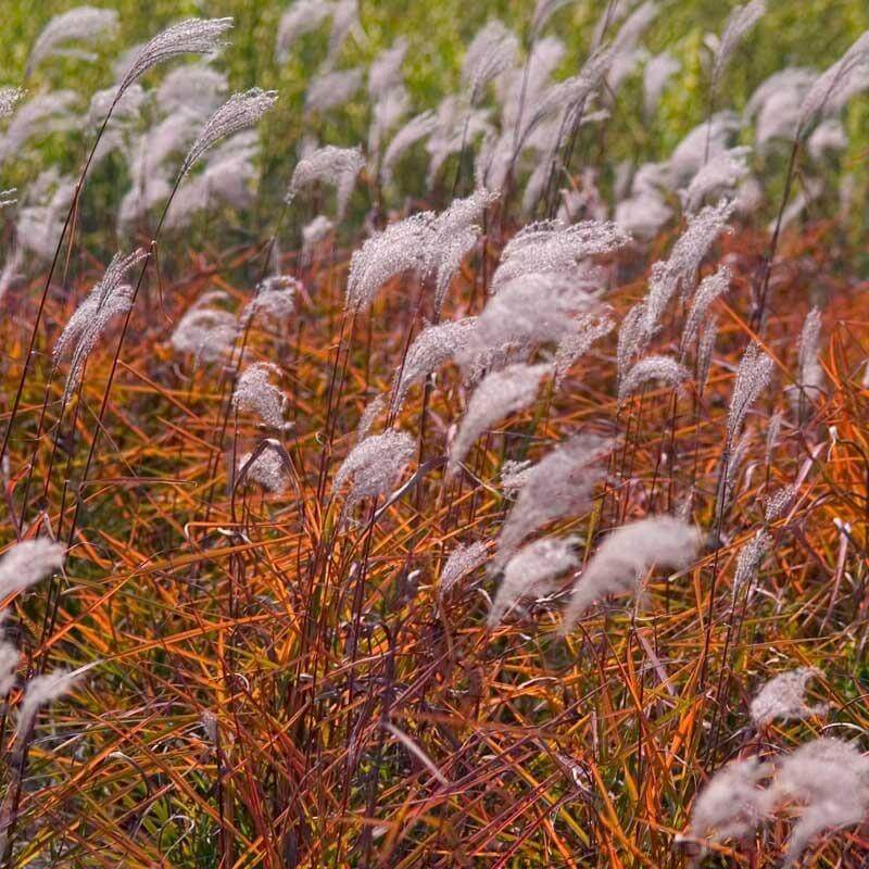 L'eulalie pourpre en automne, lorsque la lumière du soleil frappe les feuilles, semble s'embraser !