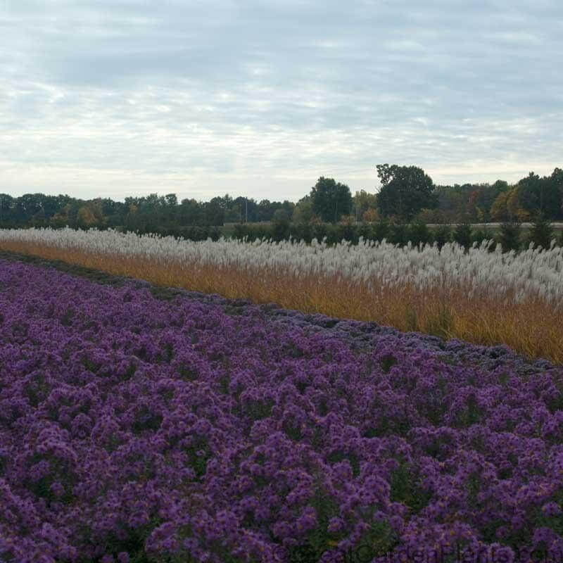 L'eulalie pourpre présente de magnifiques prunes qui flottent au-dessus de ses feuilles.