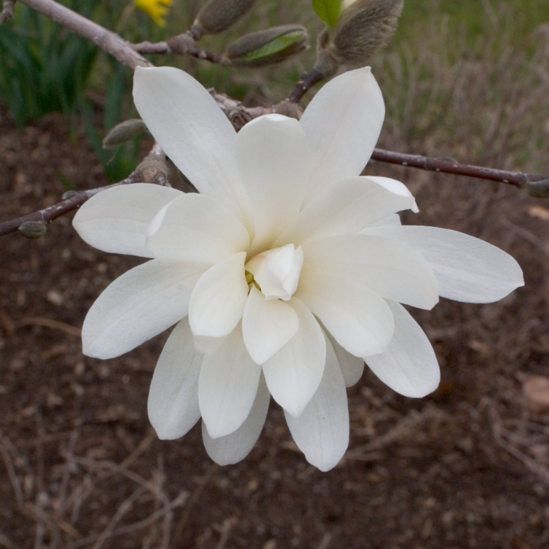 Close-up of a frilly white double Royal Star Magnolia flower. 