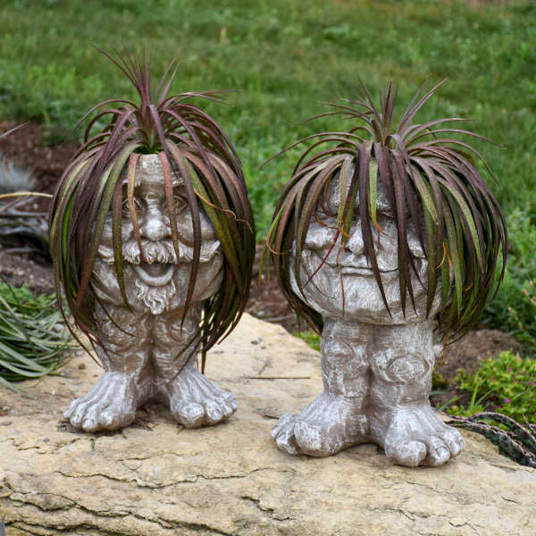 hair succulent plant Mad about Mangave 'Bad Hair Day' Mangave