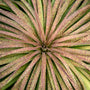 Mad about Mangave® 'Bad Hair Day' Mangave Rare and unusual succulent for hot gardens.