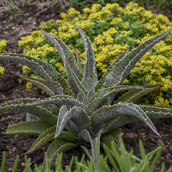 Fou de Mangave® 'Jabber Jaws' Mangave Feuillage coloré et dents marginales ajoutent de l'intérêt tout l'été !