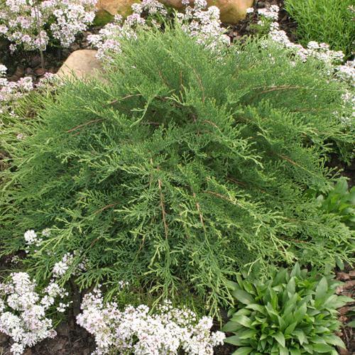 Celtic Pride Siberian Cypress with green fern-like foliage in a garden. 