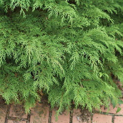 Celtic Pride Siberian Cypress with fern-like green foliage. 