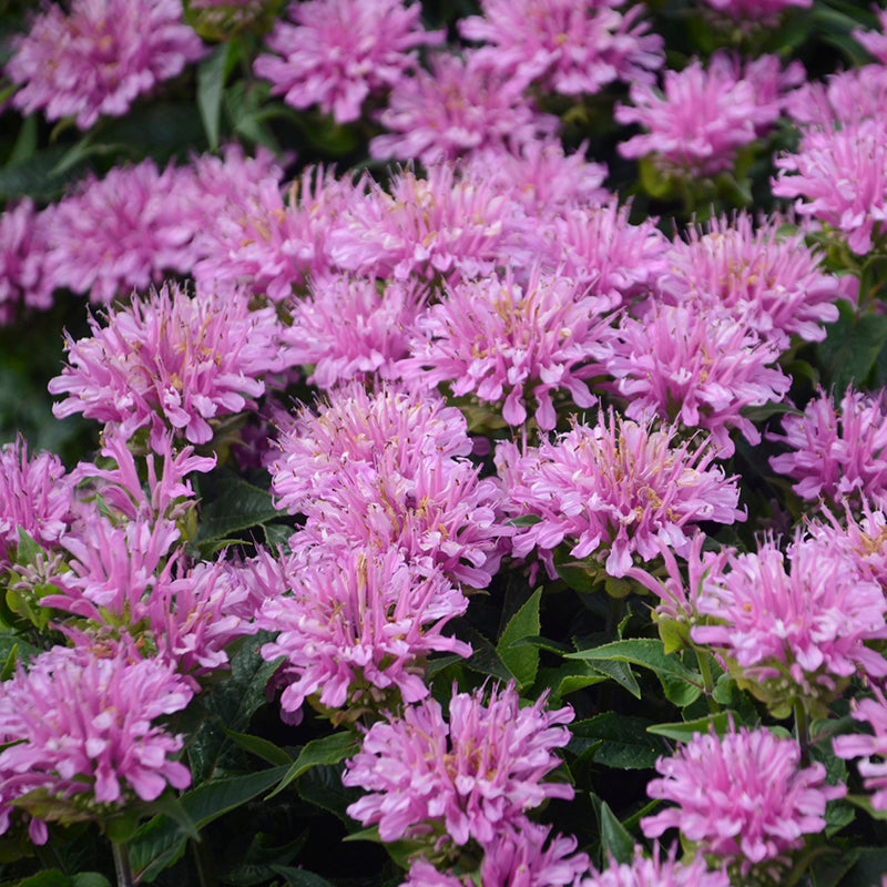 Close-up of the vivid pink-purple blooms of Pardon My Lavender Bee Balm. 