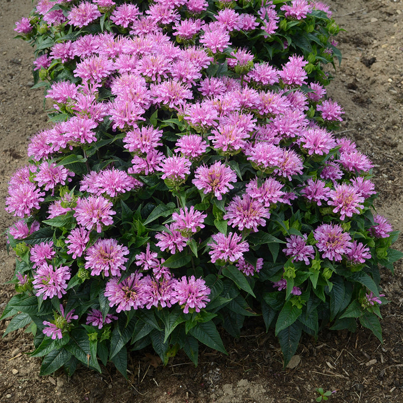 can i plant bee balm with lavender 'Pardon My Lavender' Bee Balm