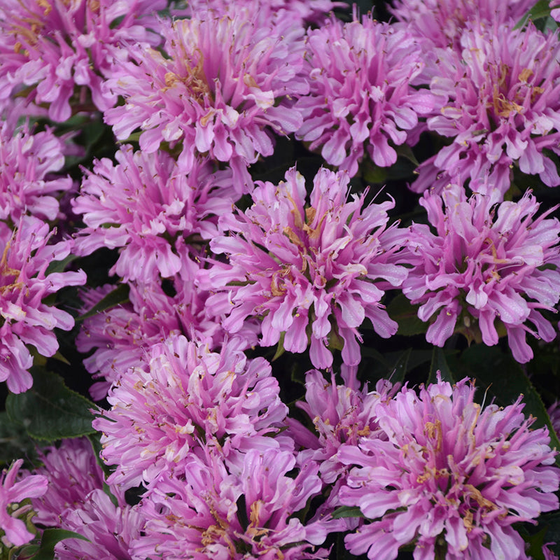 Close-up of Pardon My Lavender Bee Balm with vibrant pink-purple blooms. 
