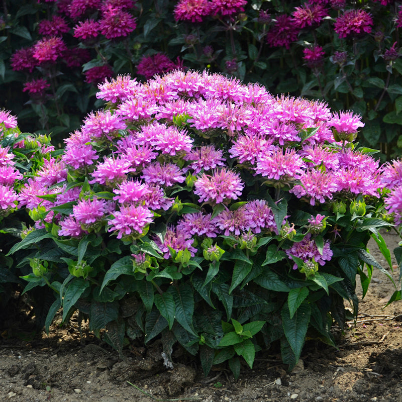 Monarda Pardon My Lavender in a garden with other Bee Balm plants. 