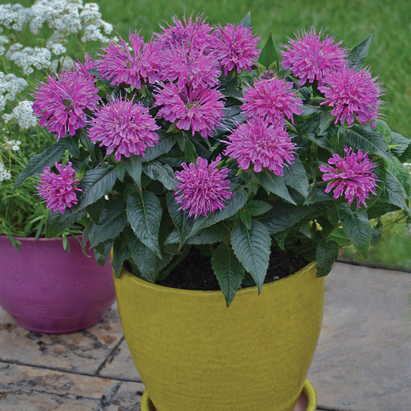 pardon my lavender plant 'Pardon My Purple' Bee Balm (Monarda)
