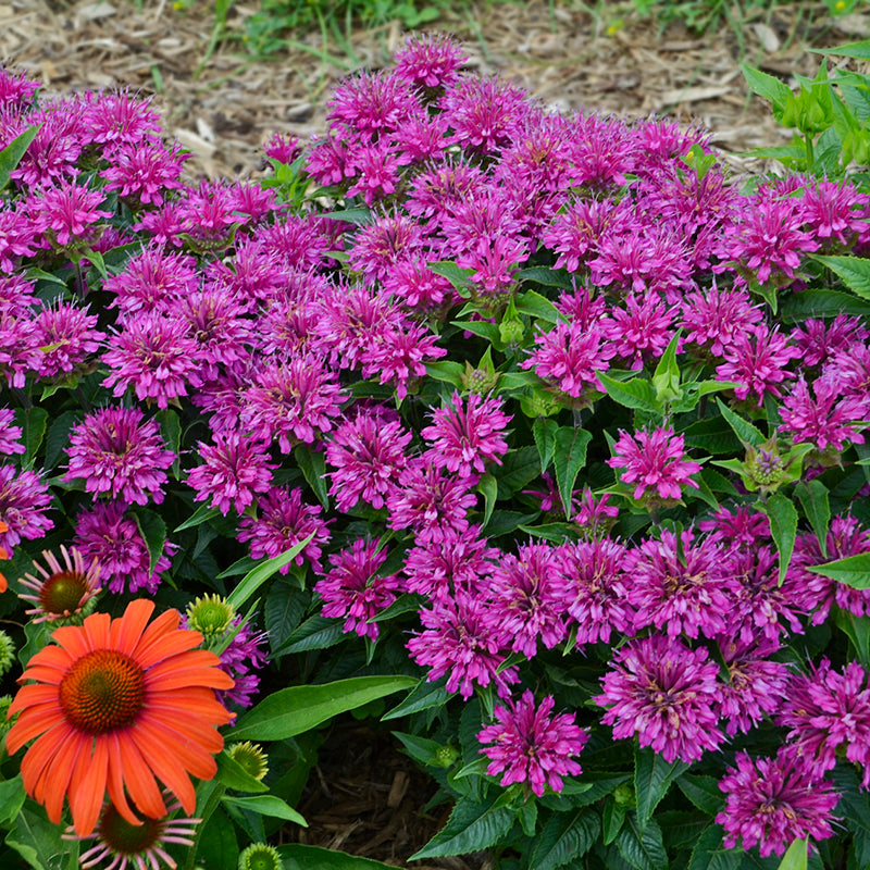 pardon my lavender plant 'Pardon My Purple' Bee Balm (Monarda)