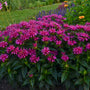 Pardon My Purple Bee Balm, avec ses magnifiques fleurs violettes, dans un jardin peuplé d'autres plantes. 