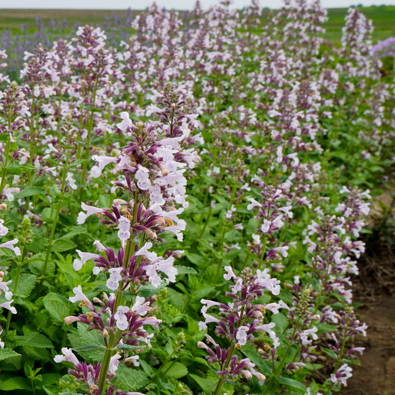 La cataire rose Whispurr™ est résistante aux cerfs et facile à cultiver, même pour les débutants.