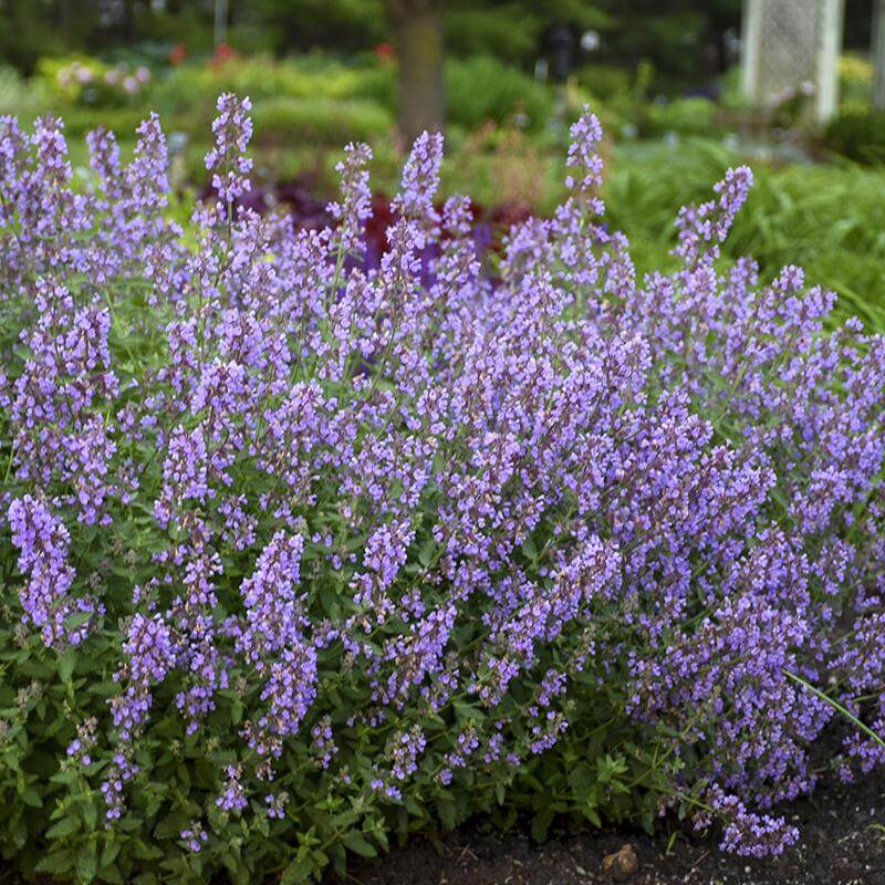 Cat's Meow Catmint with blue flowers and silvery-green foliage in a garden. 