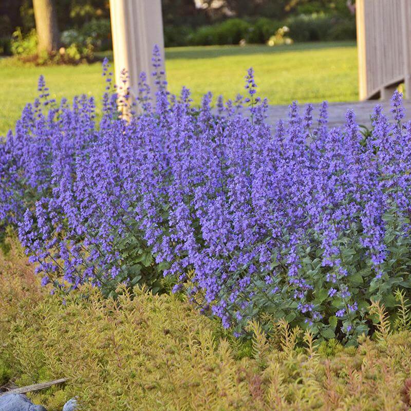 Cat's Meow Catmint with tons of blue flowers in a garden. 