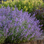Cat's meow Catmint with tons of blue flowers and silvery-green foliage in a garden. 