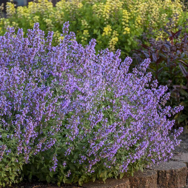 Cat's meow Catmint with tons of blue flowers and silvery-green foliage in a garden. 