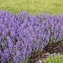 Cat's Pajamas Catmint with tones of blue flowers in a landscape.