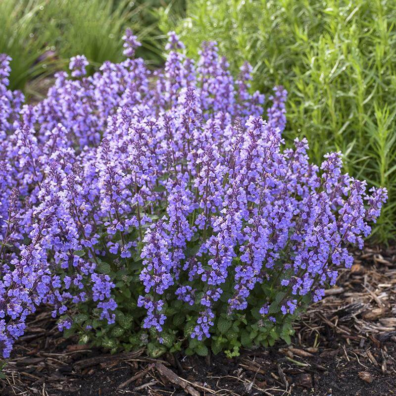Cat's Pajamas Catmint with purple-blue flowers and silver-green foliage in a garden. 