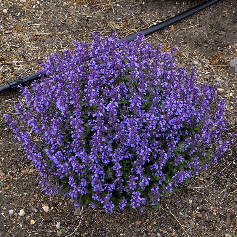 Cat's Pajamas Catmint with purple-blue flowers and silvery-green foliage. 
