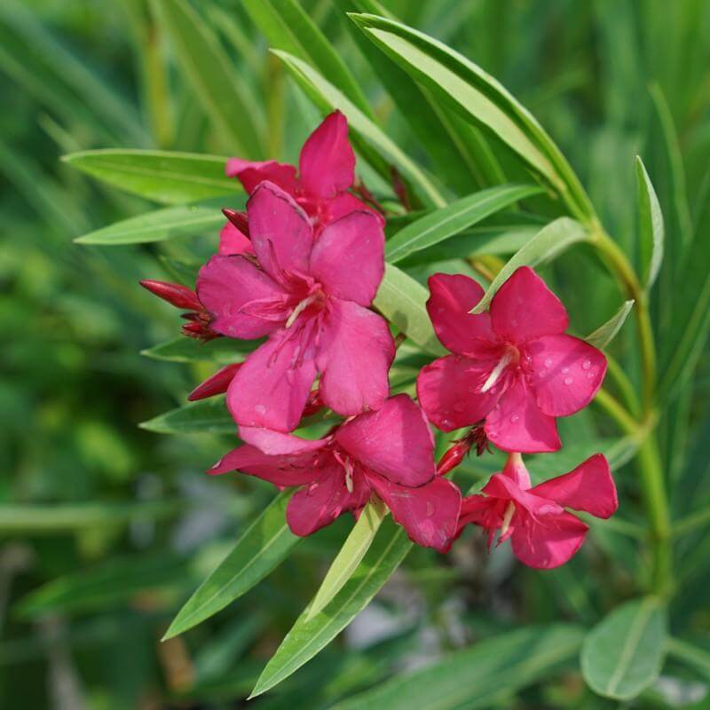 Gros plan sur des fleurs d'oléandre rose foncé de la variété Austin Pretty Limits. 