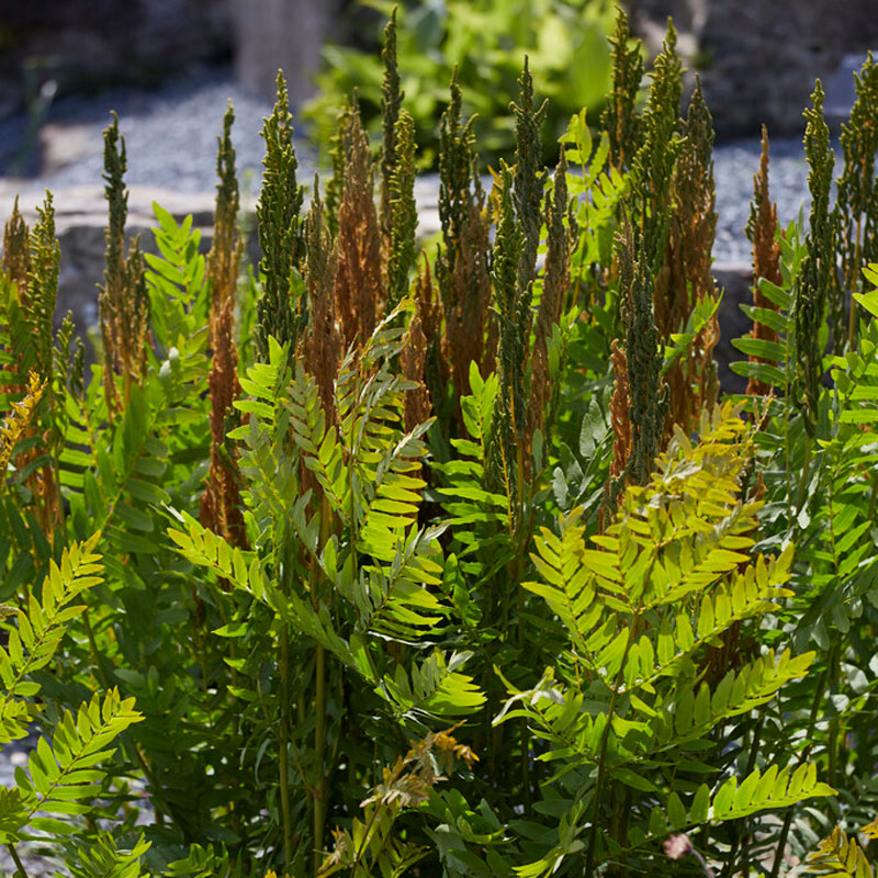 L'osmonde royale (Osmunda regalis) pousse bien au bord des étangs, des ruisseaux et des lacs.