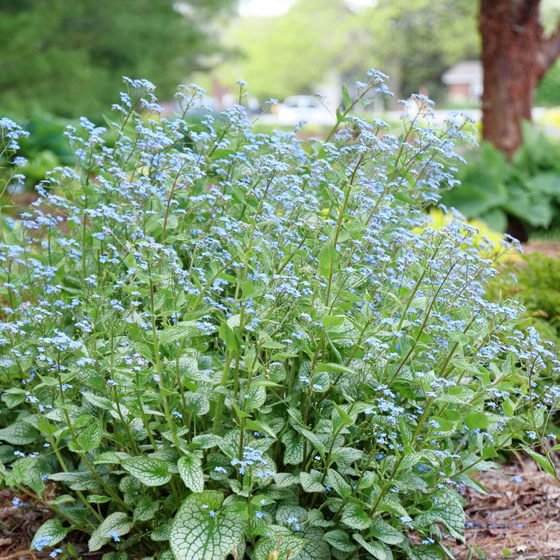 Queen of Hearts Siberian Bugloss with blue flowers and silver leaves in a garden. 