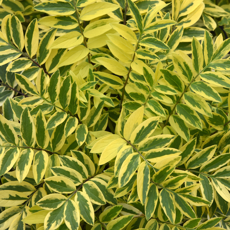 L'Échelle de Jacob 'Golden Feathers' possède des fleurs bleu-violet qui attirent les pollinisateurs.