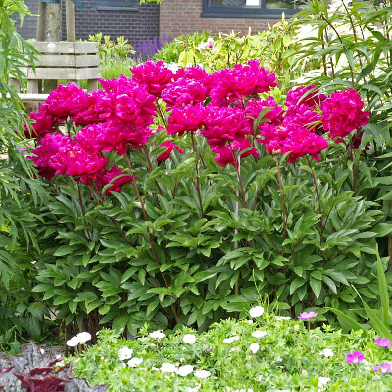 'Karl Rosenfield' Peony has sturdy stems with vibrant fuschia red flowers.