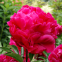 'Karl Rosenfield' Peony is an elegant addition to any garden.