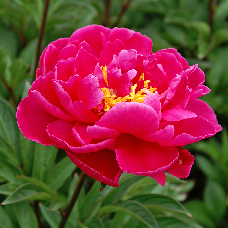 'Karl Rosenfield' Peony can reach up to 6 inches wide blooms.