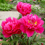 'Karl Rosenfield' Peony has double petals with wonderful fragrance.