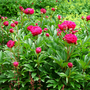 'Karl Rosenfield' Peony has glossy leaves and is both rabbit and deer resistant.