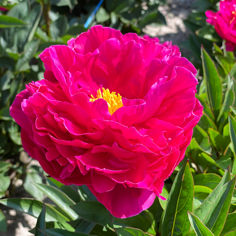 'Karl Rosenfield' Peony Perennials Great Garden Plants